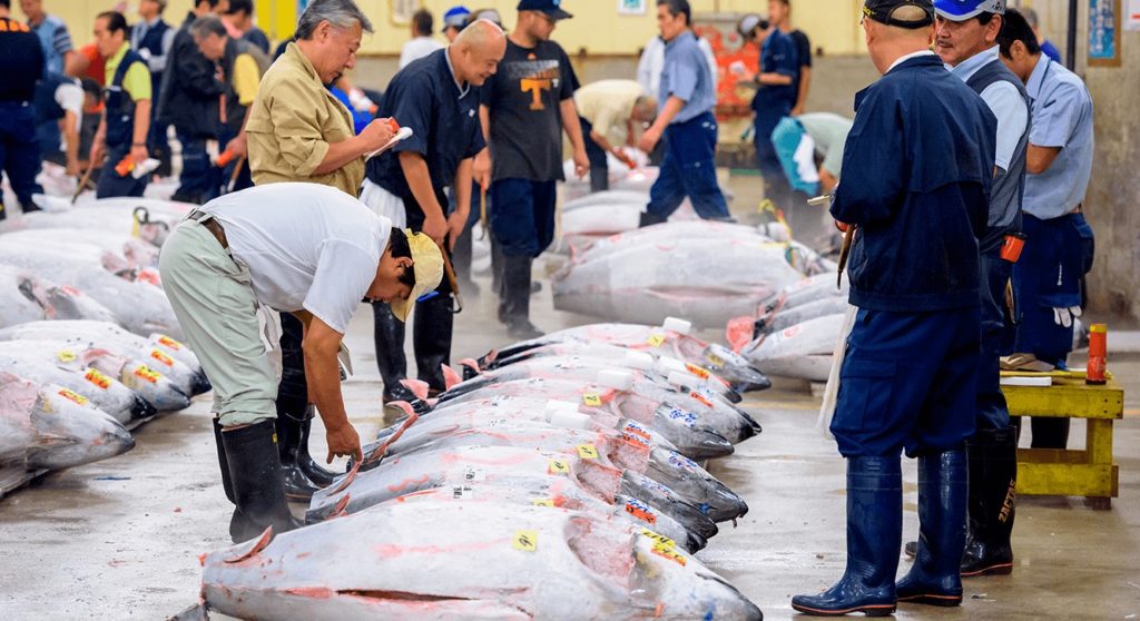 Leilão de atum em Tóquio, no Japão: atração turística